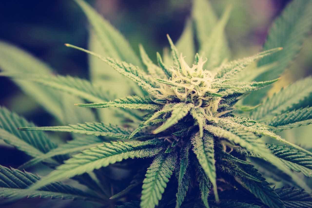 4 Emerging Insights Into the Cannabis Industry 