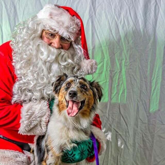Happy Holidogs from i.d.e.a.!